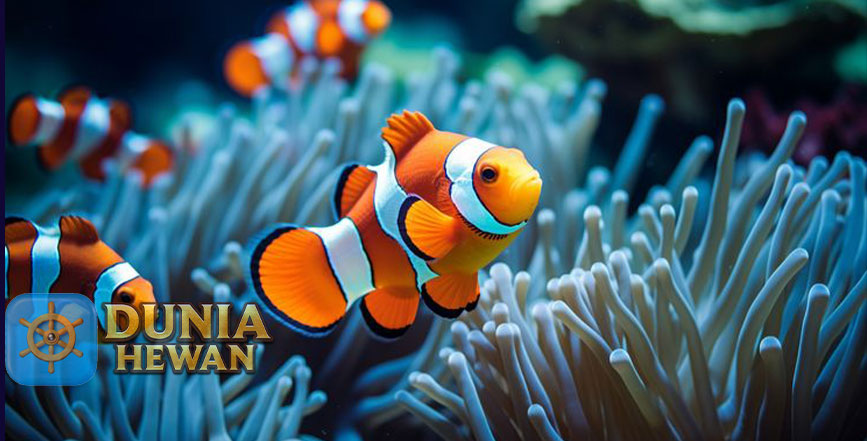 Fakta Menarik Ikan Nemo Tidak Mempan Meski Tersengat Anemon