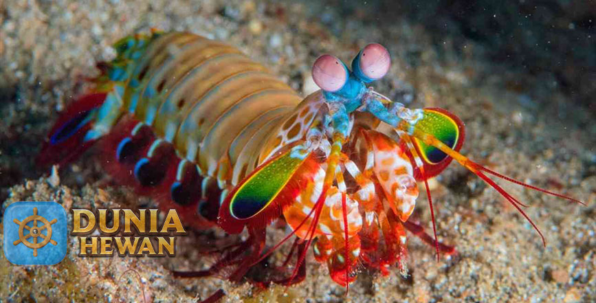 Fakta Menarik Tentang Udang Mantis yang Tercantik di Lautan