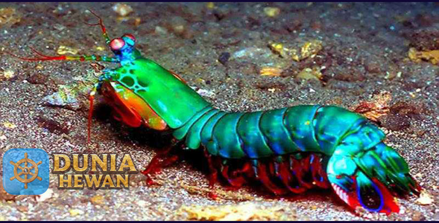 Fakta Menarik Tentang Udang Mantis yang Tercantik di Lautan