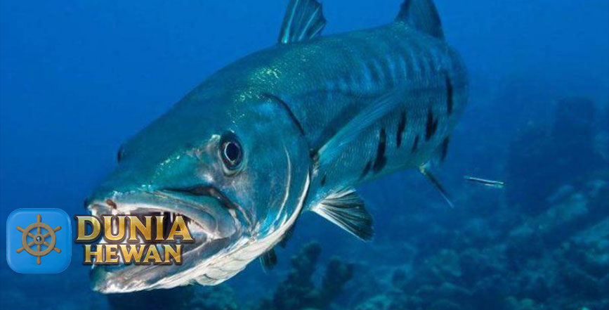 Ikan Barakuda Favorit Untuk Para Pemancing Kaya Omega 3