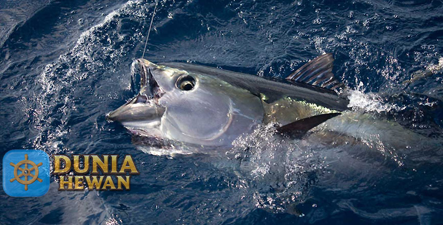 Fakta Unik Ikan Tuna Yang Harganya Mahal dan Dagingnya Enak