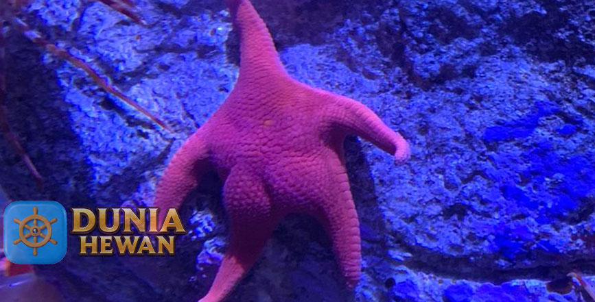 Fakta Unik Bintang Laut Yang Jarang Di Ketahui Dan Menakjubkan