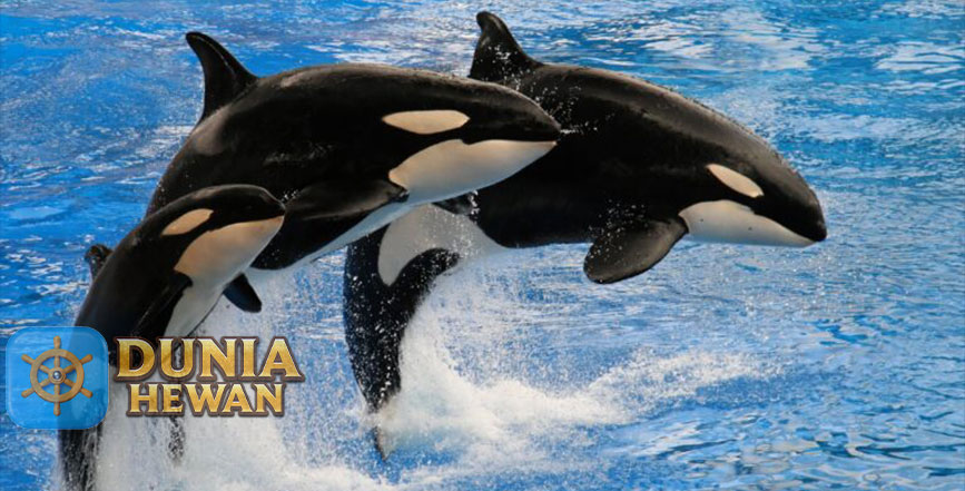 Fakta Menarik Tentang Paus Orca yang Disebut Paus Pembunuh