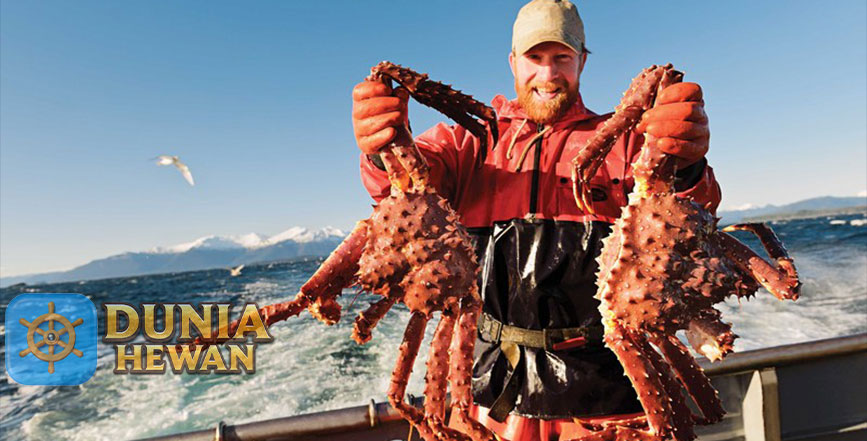 Fakta Unik Kepiting Alaska yang Katanya Paling Mahal di Restoran