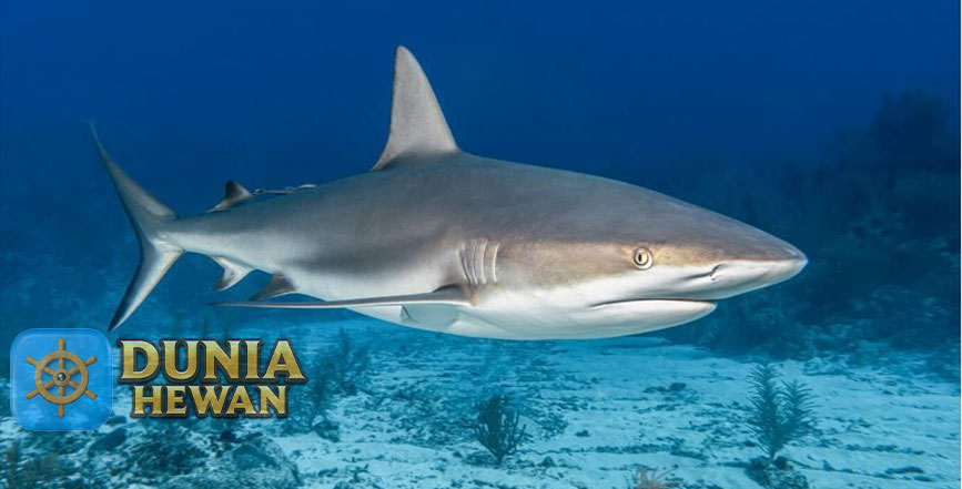 Fakta Menarik Hiu Banteng yang Paling Berbahaya di Laut