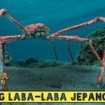 5 Fakta Unik Kepiting Laba-Laba Raksasa Jepang Dari Telur Mini