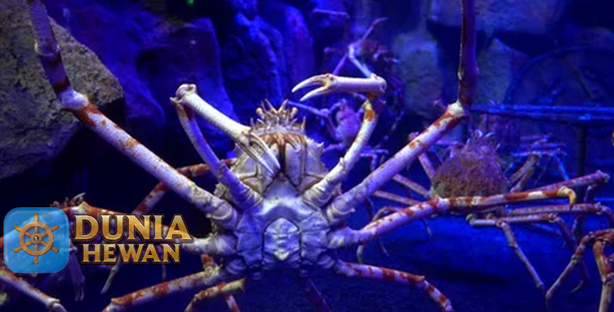 5 Fakta Unik Kepiting Laba-Laba Raksasa Jepang Dari Telur Mini