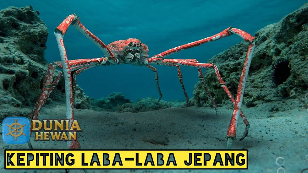 5 Fakta Unik Kepiting Laba-Laba Raksasa Jepang Dari Telur Mini