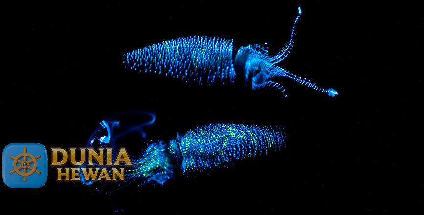 Fakta Menarik Firefly Squid Yang Bisa Bercahaya Biru Malam Hari
