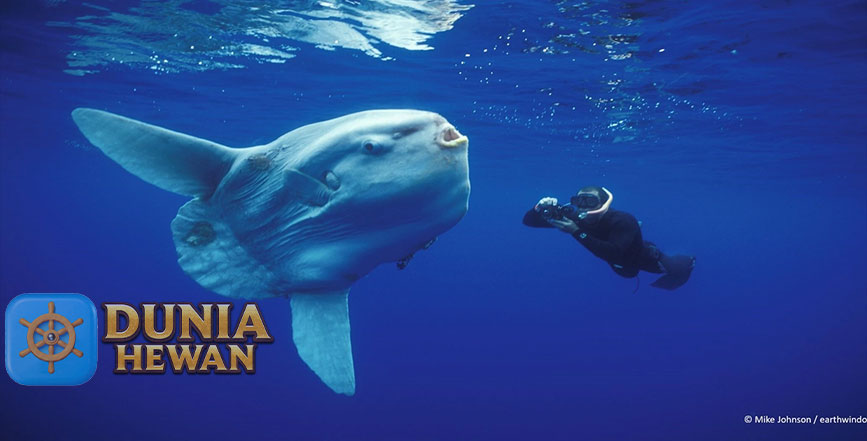 Ikan Mola yang Beratnya Bisa Setara Dengan Sebuah Mobil