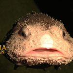 Blobfish di Kenal Dengan Ikan Terjelek di Dunia Bawah Laut