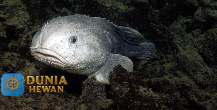 Blobfish di Kenal Dengan Ikan Terjelek di Dunia Bawah Laut