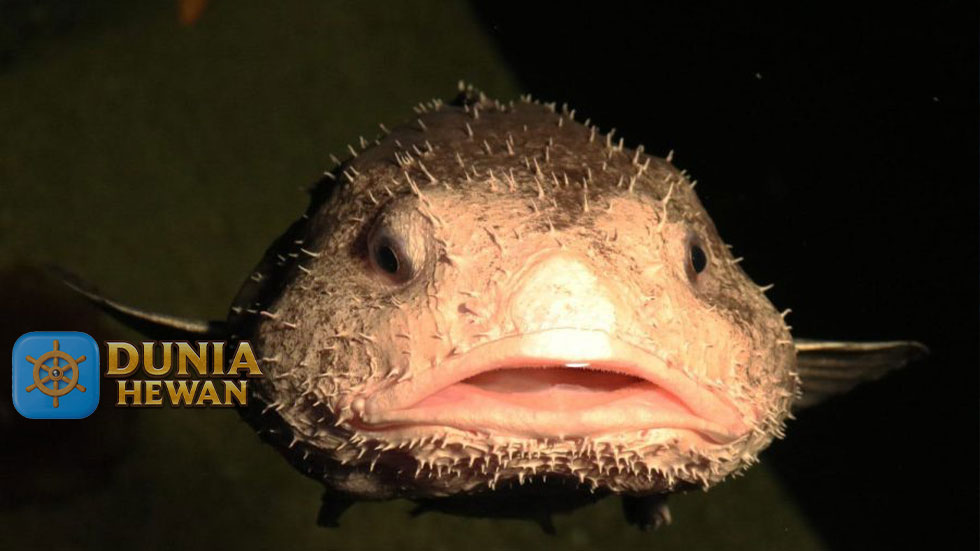 Blobfish di Kenal Dengan Ikan Terjelek di Dunia Bawah Laut