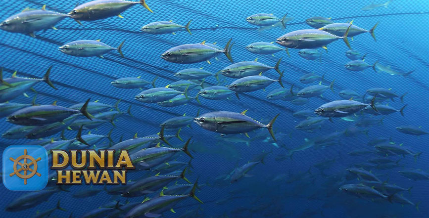 Fakta Menarik Tuna Mata Besar Enak Buat Konsumsi