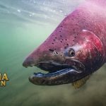 Fakta Ikan Salmon chinook Jadi Bahan Enak Sushi di Jepang