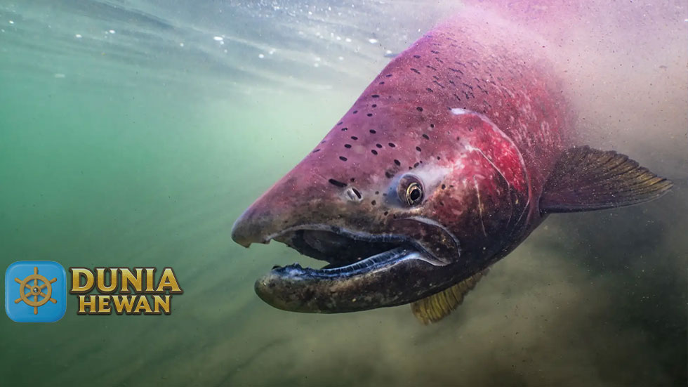 Fakta Ikan Salmon chinook Jadi Bahan Enak Sushi di Jepang
