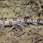 Fakta Menarik Chain Catshark Hiu Kucing Paling Kecil Di Spesiesnya