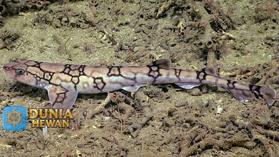 Fakta Menarik Chain Catshark Hiu Kucing Paling Kecil Di Spesiesnya