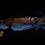 Fakta Menarik Firefly Squid Yang Bisa Bercahaya Biru Malam Hari