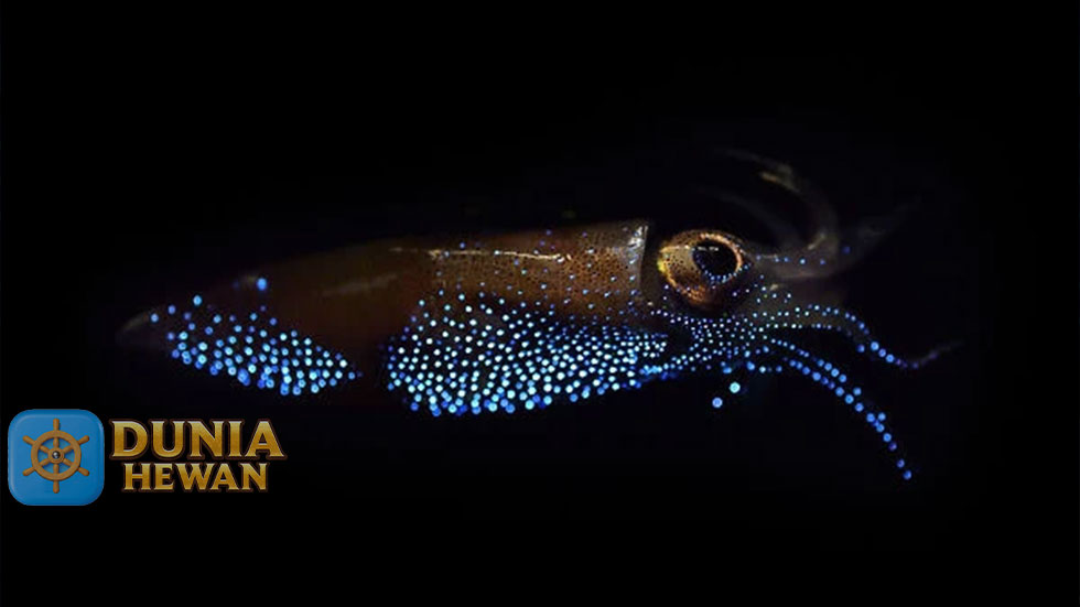 Fakta Menarik Firefly Squid Yang Bisa Bercahaya Biru Malam Hari