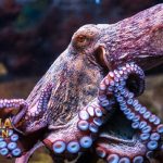 Fakta Menarik Gurita pasifik utara yang Mirip Dengan Kraken