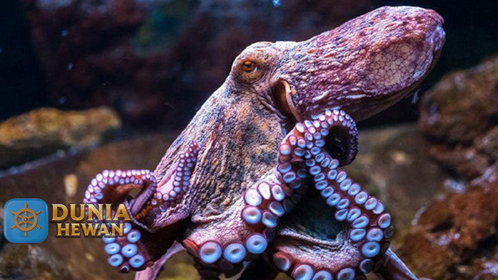 Fakta Menarik Gurita pasifik utara yang Mirip Dengan Kraken