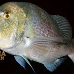 Fakta Menarik Ikan Dentex Untuk Dikonsumsi