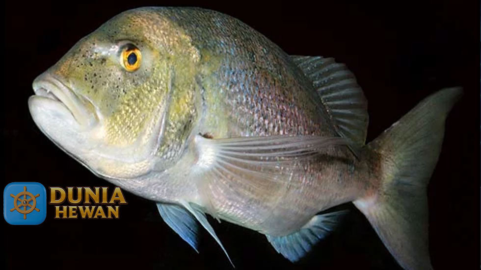 Fakta Menarik Ikan Dentex Untuk Dikonsumsi
