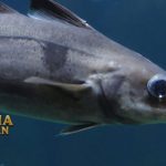 Fakta Menarik Ikan Haddock Kerabat Ikan Cod dari Perairan Dingin