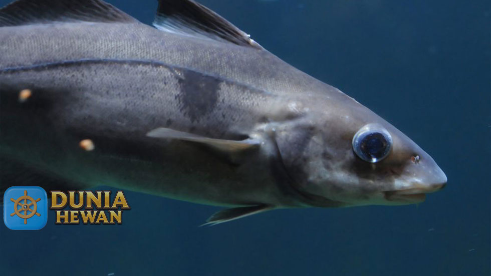 Fakta Menarik Ikan Haddock Kerabat Ikan Cod dari Perairan Dingin