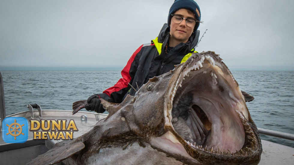 Fakta Menarik Ikan Lophius Terkenal Dengan Mulut Yang Besar