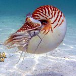 Fakta Menarik Nautilus Mahluk Air Prasejara Bertahan di Laut