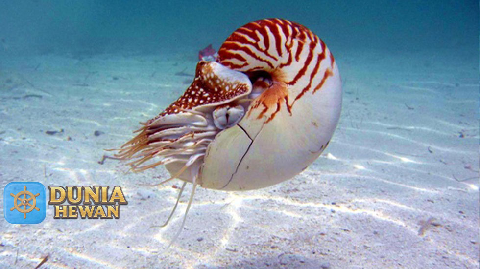 Fakta Menarik Nautilus Mahluk Air Prasejara Bertahan di Laut