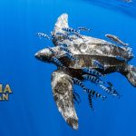 Fakta Menarik Penyu belimbing Termasuk Reptil Laut Terbesar