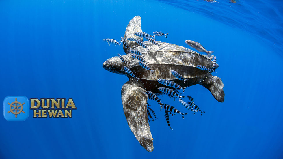 Fakta Menarik Penyu belimbing Termasuk Reptil Laut Terbesar