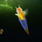 Fakta Menarik Sea Angel Mahluk Kecil Penghuni Laut Dalam Gelap
