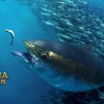 Fakta Menarik Tuna Mata Besar Enak Buat Konsumsi