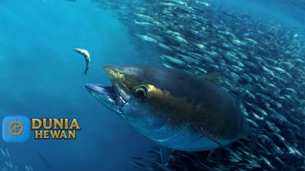 Fakta Menarik Tuna Mata Besar Enak Buat Konsumsi
