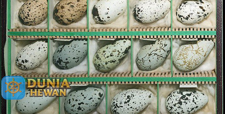 Uria Atau Gagak Laut 7 Fakta Terunik Telurnya Mirip Buah Pir