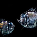 Hatchetfish adalah Ikan Hantu yang Berada di Pedalaman Laut