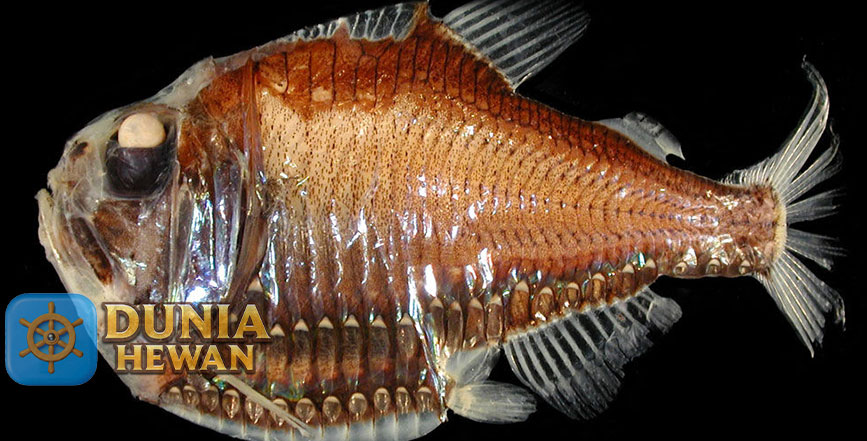 Hatchetfish adalah Ikan Hantu yang Berada di Pedalaman Laut