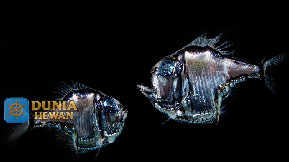 Hatchetfish adalah Ikan Hantu yang Berada di Pedalaman Laut