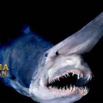 Hiu Goblin Fosil Hidup Sudah Ada Sejak 125 Juta Tahun Lalu