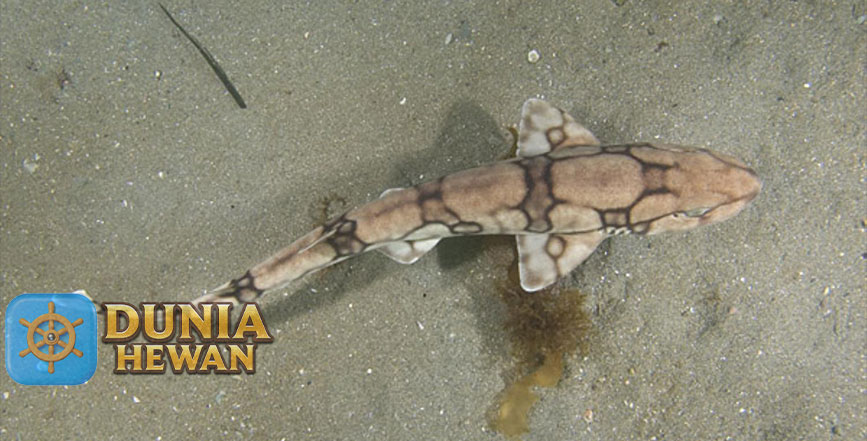 Fakta Menarik Chain Catshark Hiu Kucing Paling Kecil Di Spesiesnya