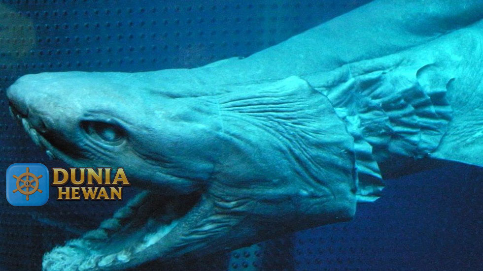 Hiu berjumbai, Ikan Mengerikan Penghuni Laut Dalam