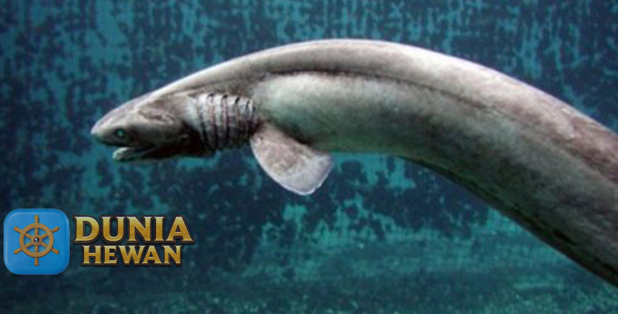 Hiu berjumbai, Ikan Mengerikan Penghuni Laut Dalam