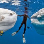 Ikan Mola yang Beratnya Bisa Setara Dengan Sebuah Mobil