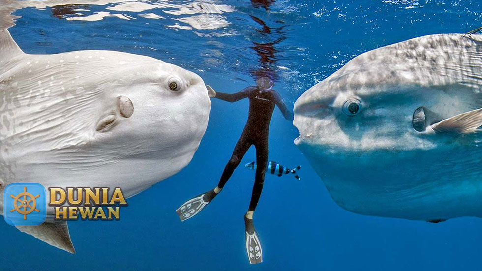 Ikan Mola yang Beratnya Bisa Setara Dengan Sebuah Mobil