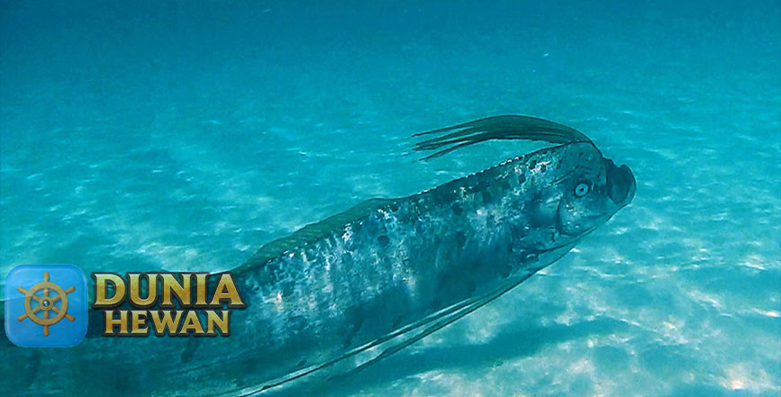 Ikan Oarfish Ikan Penanda Saat Akan Terjadinya Gempa