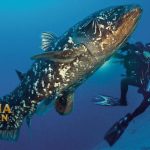 Ikan Raja Laut, Ikan yang Akan Punah Karena Spesiesnya Sedikit